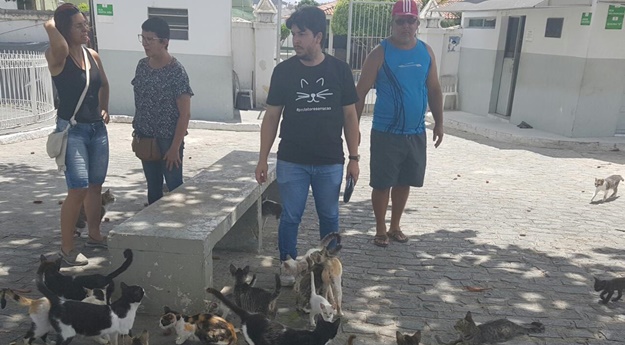 Desaparecimento dos gatos do Cemitério Dom Bosco é questionado