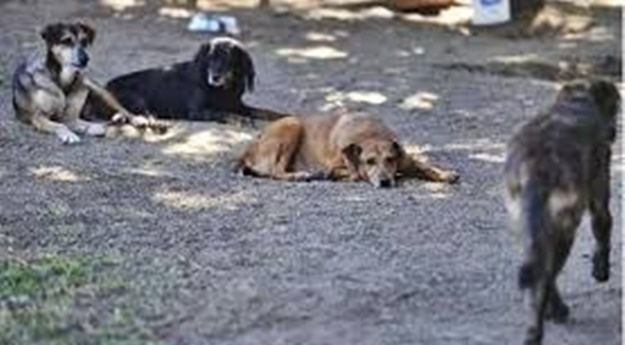 Mais de 20 animais são mortos envenenados em Jataúba