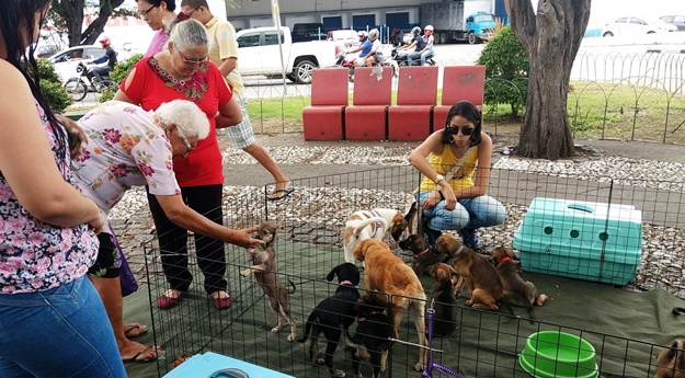 Evento de adoção de animais é realizado em Caruaru