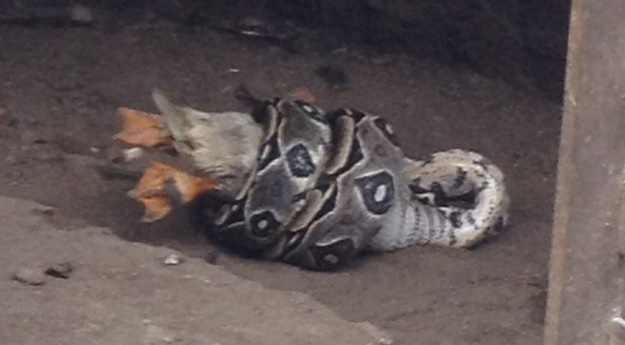 Cobra invade quintal e come pato na Zona Sul do Recife
