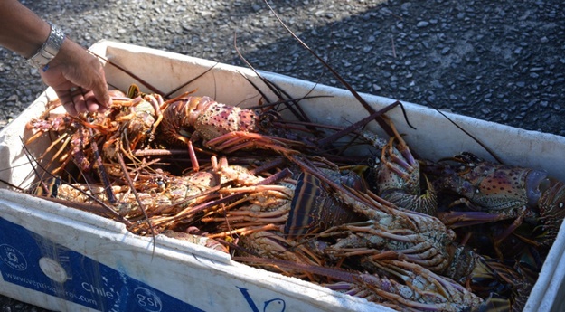 Homem é detido com mais de 20 kg de lagosta ilegal no Agreste