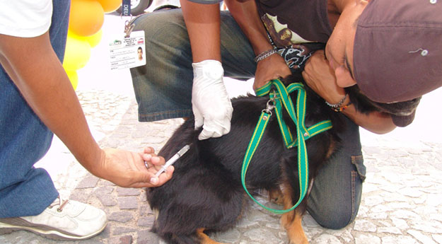 Vacinação antirrábica de cães e gatos acontece neste sábado (15)