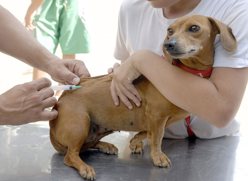 Animais continuam sendo vacinados contra raiva na zona rural de Caruaru
