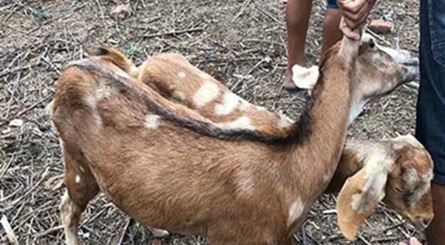 Homem é preso suspeito de praticar sexo com cabras em Brejo da Madre de Deus
